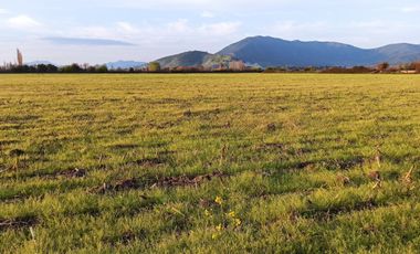 CAMPO AGRICOLA EN VENTA, 29 HA, PALMILLA SANTA CRUZ