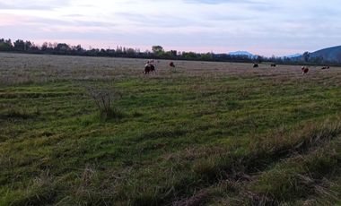 CAMPO AGRICOLA EN VENTA, 29 HA, PALMILLA SANTA CRUZ