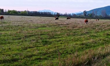 CAMPO AGRICOLA EN VENTA, 29 HA, PALMILLA SANTA CRUZ