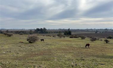 Agrícola en Venta en San Gregorio Parcela 68