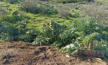 MANANTIALES DE LITUECHE