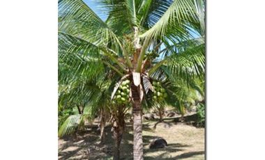 SAN CARLOS / LA LAGUNA / 5263M / VISTA AL MAR / CERCA DE RIO AG