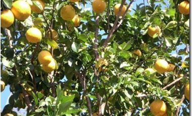 SAN CARLOS / LA LAGUNA / 5263M / VISTA AL MAR / CERCA DE RIO AG