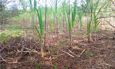 Venta de finca en Dolega Chiriqui