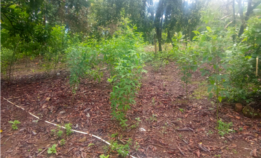 Venta de finca en Dolega Chiriqui