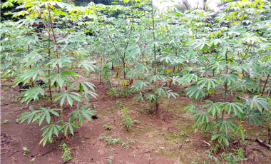 Venta de finca en Dolega Chiriqui