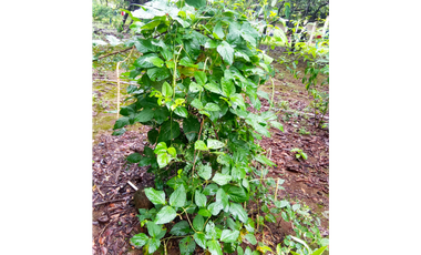 Venta de finca en Dolega Chiriqui