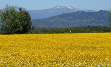 Parcela en venta en SAN RAFAEL