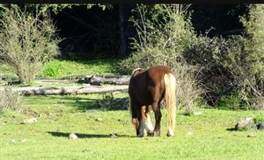Sitio en Venta en Yerbas buenas