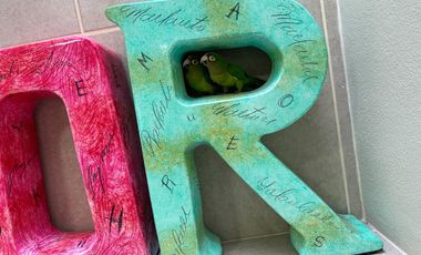 Renta Departamento AMUEBLADO en Planta Alta, Real Vallarta , Zapopan, Jalisco