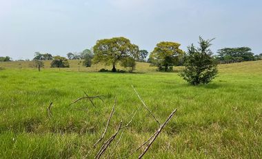 Rancho con vocacion ganadera, agricola  y forestal en venta en Poblacion de Huimanguillo Tabasco