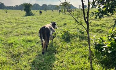 Rancho con vocacion ganadera, agricola  y forestal en venta en Poblacion de Huimanguillo Tabasco