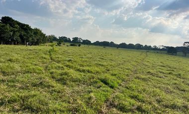 Rancho con vocacion ganadera, agricola  y forestal en venta en Poblacion de Huimanguillo Tabasco