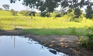 Rancho con vocacion ganadera, agricola  y forestal en venta en Poblacion de Huimanguillo Tabasco