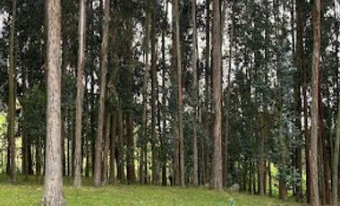 ARRIENDO de CASAS en MUNICIPIO COGUA