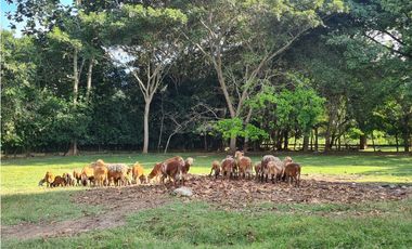 Venta Finca Santa Fe de Antioquia