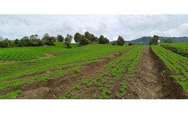 Finca en Venta – La Unión, Antioquia 16 HA. (25 cuadras). VAL.