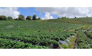 Finca en Venta – La Unión, Antioquia 16 HA. (25 cuadras). VAL.