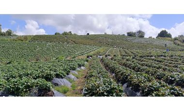 Finca en Venta – La Unión, Antioquia 16 HA. (25 cuadras). VAL.