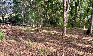 FINCA / GORGONA / 5 HECTAREA / INTERAMERICANA PRINCIPAL / CERCA AL MAR