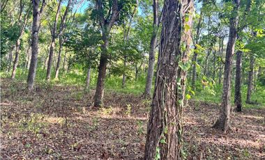 FINCA / GORGONA / 5 HECTAREA / INTERAMERICANA PRINCIPAL / CERCA AL MAR