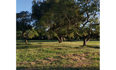 BOULEVARD / CORONADO / FINCA PLANA / 14 HECTREAS / 50.00 m2