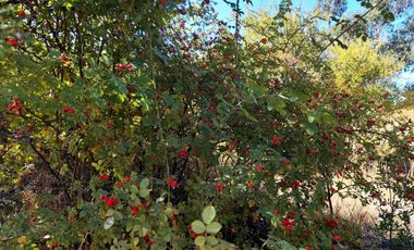 Parcela en venta en BULNES