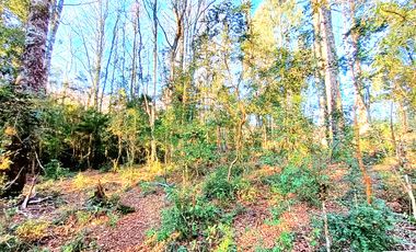 PANGUIPULLI VENTA DE LOTES SECTOR LOS TAYOS