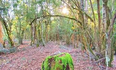 PANGUIPULLI VENTA DE LOTES SECTOR LOS TAYOS