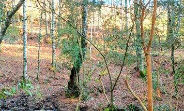 PANGUIPULLI VENTA DE LOTES SECTOR LOS TAYOS