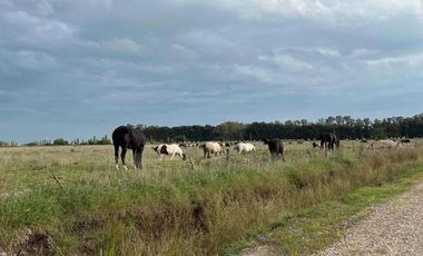 Casa en alquiler - 3 Dormitorios 1 Baño - Canning