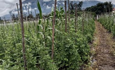 Terreno en Venta Natabuela Imbabura