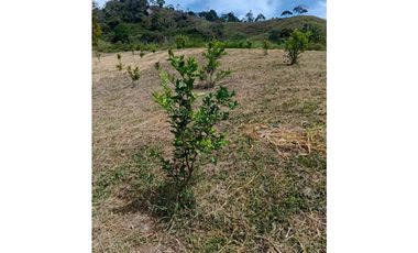 FINCA GUADUAS VEREDA CHIPAUTA
