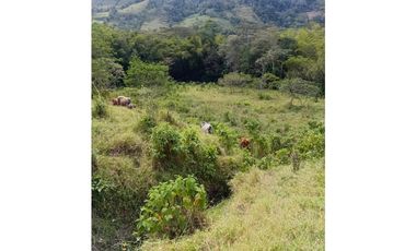 FINCA GUADUAS VEREDA CHIPAUTA