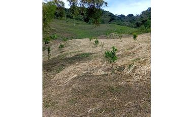 FINCA GUADUAS VEREDA CHIPAUTA