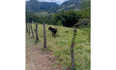 FINCA GUADUAS VEREDA CHIPAUTA