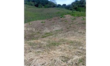 FINCA GUADUAS VEREDA CHIPAUTA