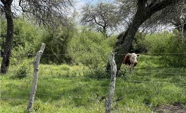 VENTA - CAMPO GANADERO CON CHACRA Y MONTE - SAN GUSTAVO, DTO. LA PAZ