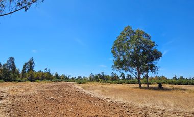 VENTA CAMPO EN PITRUFQUEN 10,5H