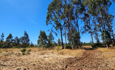 VENTA CAMPO EN PITRUFQUEN 10,5H