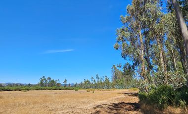 VENTA CAMPO EN PITRUFQUEN 10,5H
