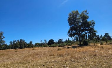 VENTA CAMPO EN PITRUFQUEN 10,5H