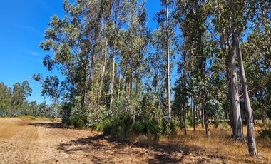 VENTA CAMPO EN PITRUFQUEN 10,5H