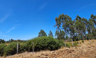 VENTA CAMPO EN PITRUFQUEN 10,5H