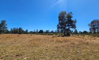 VENTA CAMPO EN PITRUFQUEN 10,5H