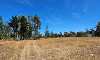 VENTA CAMPO EN PITRUFQUEN 10,5H
