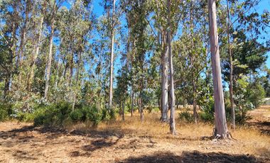 VENTA CAMPO EN PITRUFQUEN 10,5H
