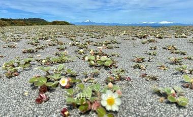 Sitio en Venta en Isla Tranqui - Sector Centinela