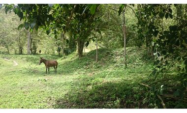Vendo en Utica Finca Ganadera Y Productiva
