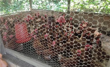 Vendo Finca en Sasaima